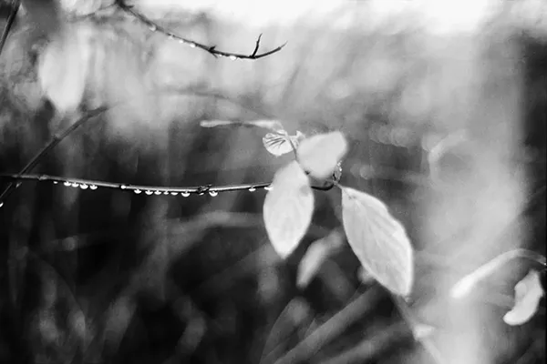 black and white picture of drops of rain on leaves